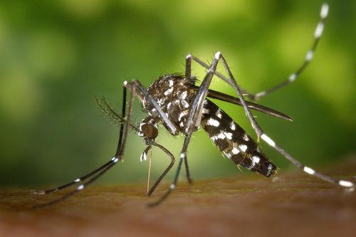 Nahaufnahme einer asiatischen Tigermücke beim Einstechen in die Haut